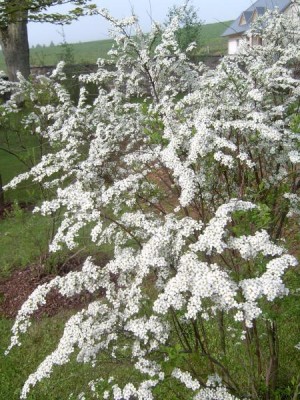 Tavolník van Houttův  Spirea van houttii, 2006