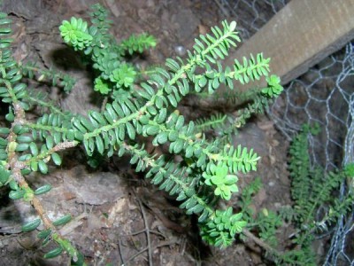 Tis červený Taxus baccata ´Amersfort´ 2006