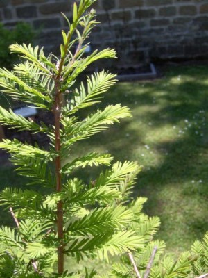 Tisovec dvouřadý Taxodium distichum, 2006