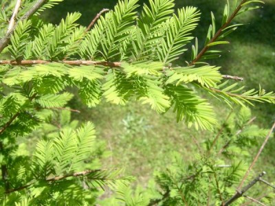 Tisovec dvouřadý Taxodium distichum  detail, 2006