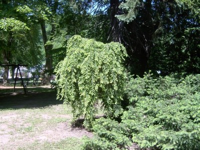 Tsuga kanadská Tsuga canadensis 2006