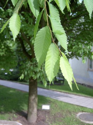 Zelkova ostrolistá Zelkova serrata, 2006