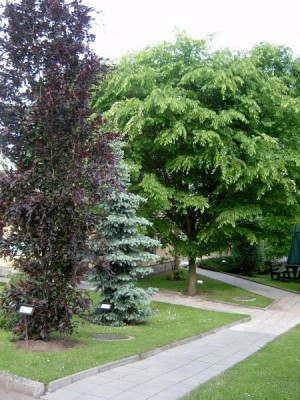 Zelkova ostrolistá Zelkova serrata, jaro 2006