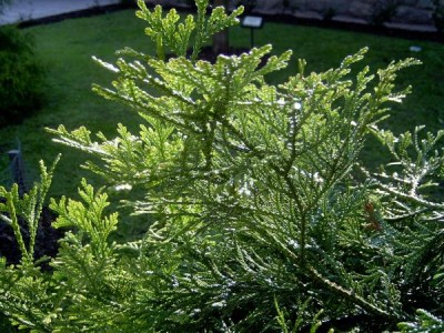 Zeravinec japonský Thujopsis dolobrada 2006