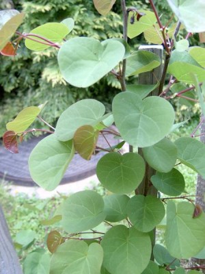 Zmarlika Jidášova Cercis siliquastrum, 2006