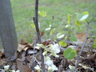 Zmarlika kanadská Cersis canadensis  2006