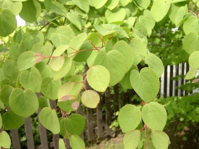 Zmarličník japonský Cercidiphyllum japonicum jaro 2006