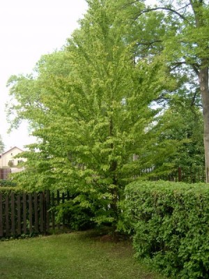 Zmarličník japonský Cercidiphyllum japonicum, jaro 2006