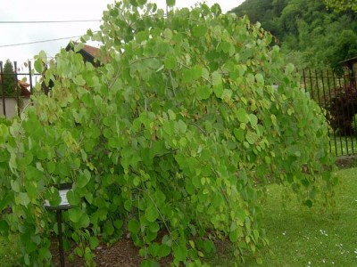 Zmarličník velký - převilsý Cercidiphyllum magnificum ´Pendula´ 2006