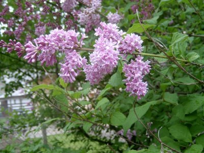 Šeřík Henryův Syringa henryi, 2006