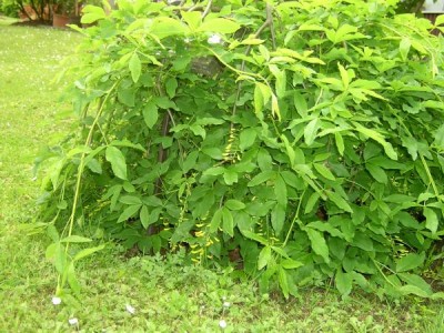 Štědřenec obecný - převislý Syringa vulgaris, 2006