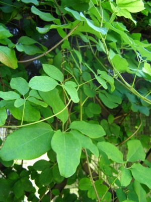 Akébie pětičetná Akebia quinata, 2006