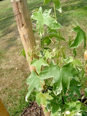 Ambroň západní Liquidambar styraciflua´Silver king´ 2006