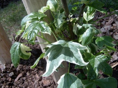 Ambroň západní Liquidambar styraciflua ´Silver king´, 2006