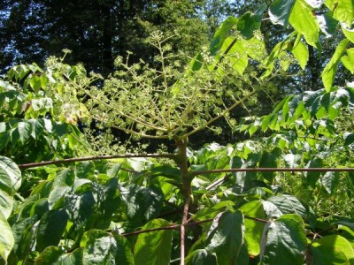 Arálie čínská Aralia chinensis, 2006