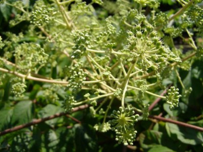 Arálie čínská Aralia chinensis, 2006