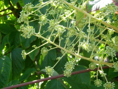 Arálie čínská Aralia chinensis, 2006