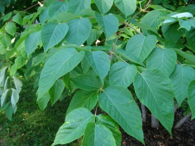 Arálie čínská Aralia chinensis 2006