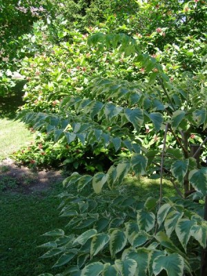 Arálie štíhlá - pestrolistá forma Aralia elata ´Aureovariegata´ 2006  