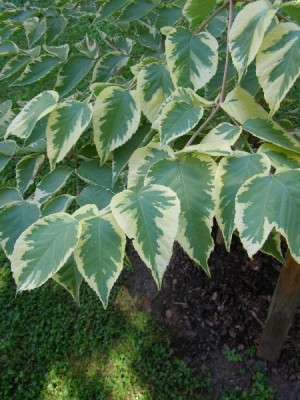 Arálie štíhlá - pestrolistá forma Aralia elata ´Aureovariegata´ 2006