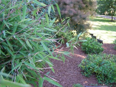 Bambus  Sinarundinaria murielae 2006