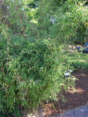 Bambus Sinarundinaria murielae, 2006