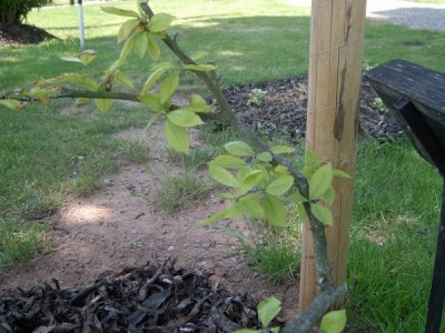 Blýskalka drobnokvětá Photinia parvifolia 2006