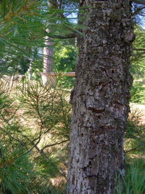 Borovice hedvábná - Pinus strobus , rez vejmutovková, 2006