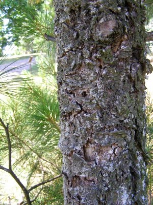 Borovice hedvábná - Pinus strobus , rez vejmutovková, 2006