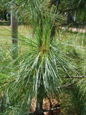 Borovice himalájská Pinus wallichiana ´Griffithii´, 2006