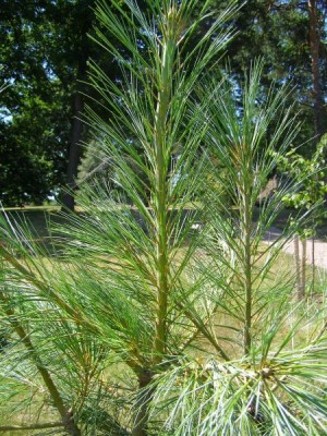 Borovice himalájská Pinus wallichiana ´Griffithii´, 2006