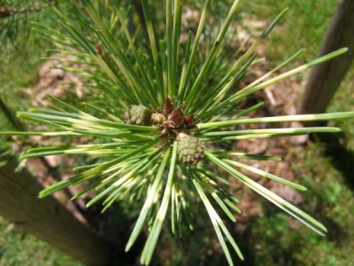 Borovice hustokvětá Pinus densiflora ´Oculus draconis´ pestré jehlice, 2006