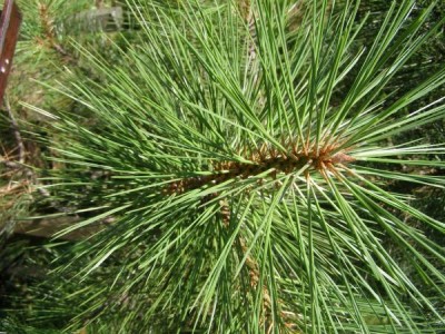 Borovice Jeffreyova Pinus jeffreyi 2006
