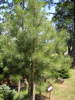 Borovice Jeffreyova Pinus jeffreyi