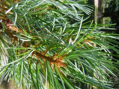 Borovice korejská Pinus koraiensis ´Glauca´ 2006