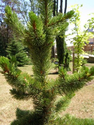 Borovice osinatá Pinus aristata, 2006