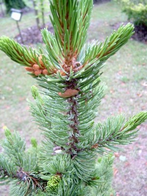 Borovice osinatá Pinus aristata, 2006