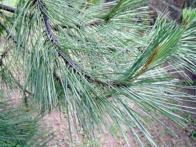 Borovice přímořská Pinus pinaster 2006