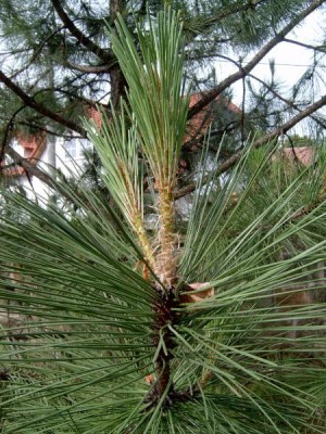 Borovice přímořská Pinus pinaster, 2006