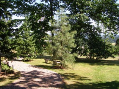 Borovice těžká Pinus ponderosa 2006