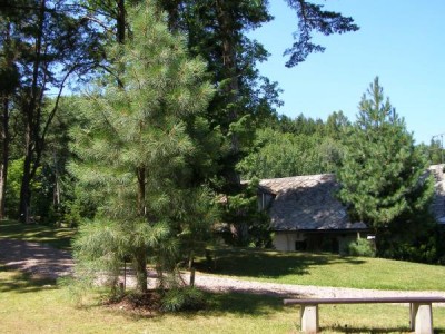 Borovice těžká Pinus ponderosa 2006