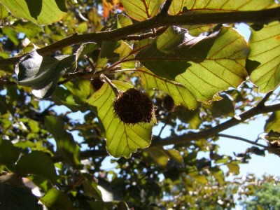 Buk obecný Fagus sylvatica ´Atropurpurea´ 2006