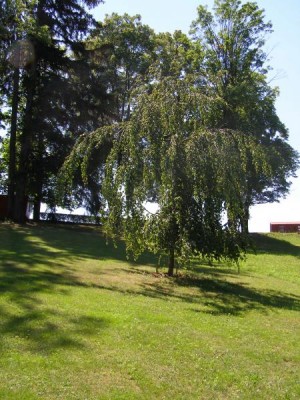 Buk obecný - převislý Fagus sylvatica ´Pendula´ 2006