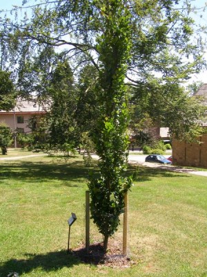 Buk obecný - sloupovitý Fagus sylvatica ´Fastigiata´ 2006