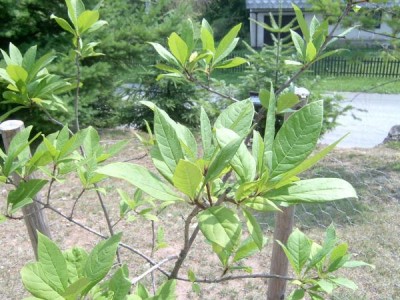 Bělas viržinský Chionanthus virginicus 2006