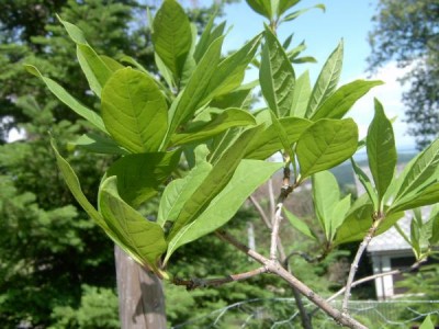Bělas viržinský Chionanthus virginicus 2006
