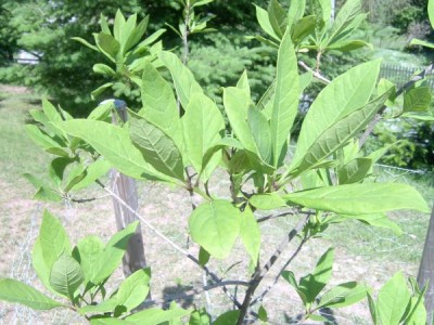 Bělas viržinský Chionanthus virginicus, 2006