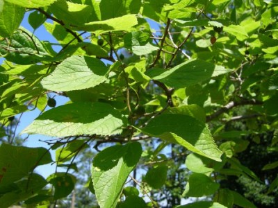 Břestovec západní Celtis occidentalis, 2006