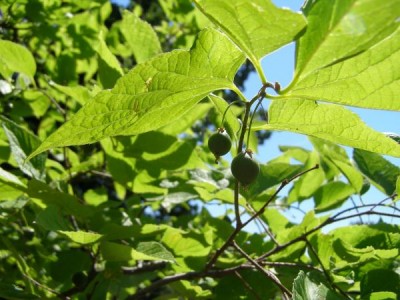 Břestovec západní Celtis occidentalis, 2006