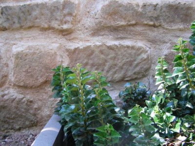 Břečťan obecný - vzpřímený Hedera helix ´Erecta´, 2006